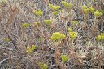 Senecio barbertonicus