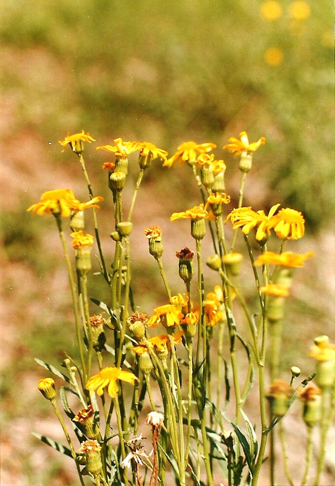 Senecio madagascariensis