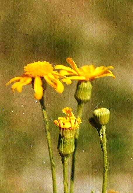 Senecio madagascariensis