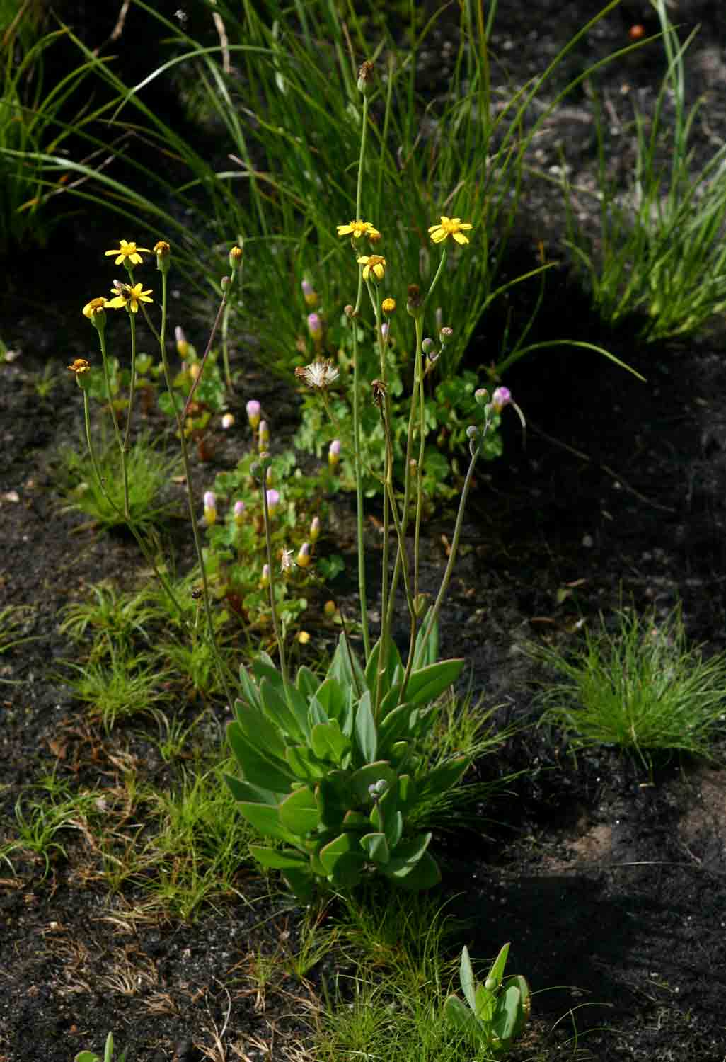 Senecio ruwenzoriensis