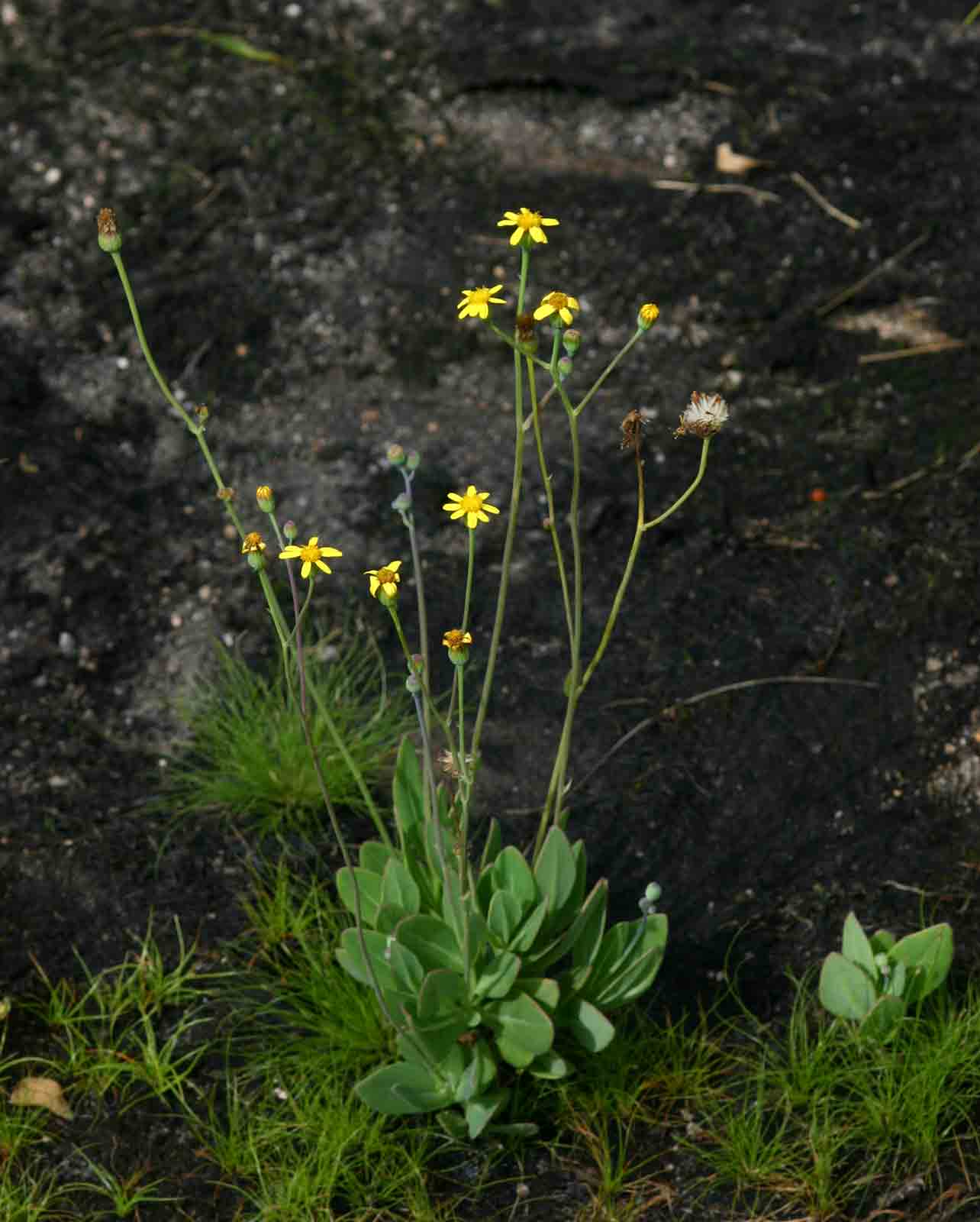 Senecio ruwenzoriensis