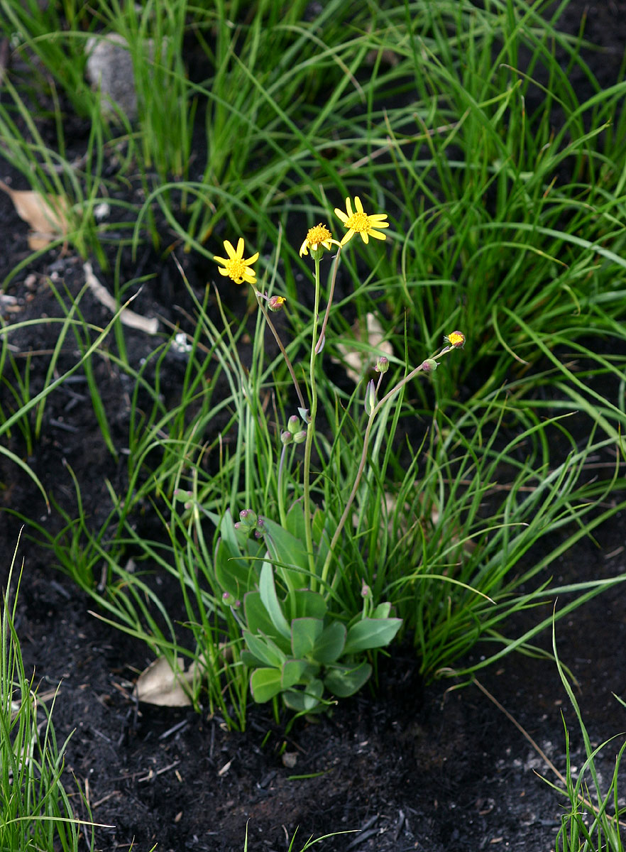 Senecio ruwenzoriensis