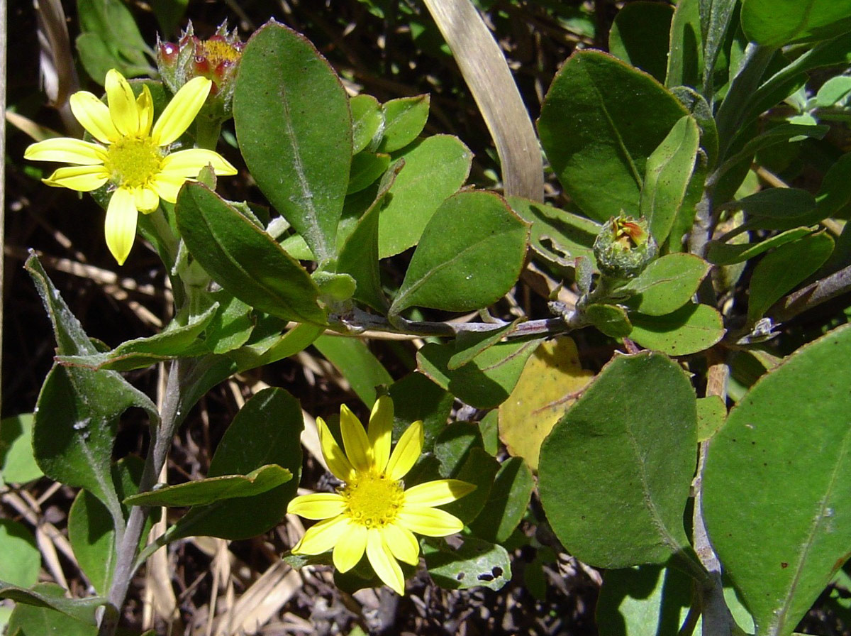 Chrysanthemoides monilifera subsp. septentrionale