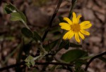 Chrysanthemoides monilifera subsp. septentrionale