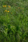 Berkheya setifera