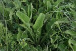 Berkheya setifera