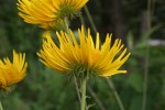 Berkheya setifera