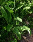 Berkheya setifera