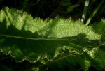 Berkheya setifera