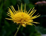 Berkheya setifera