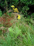 Berkheya setifera