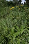 Berkheya setifera