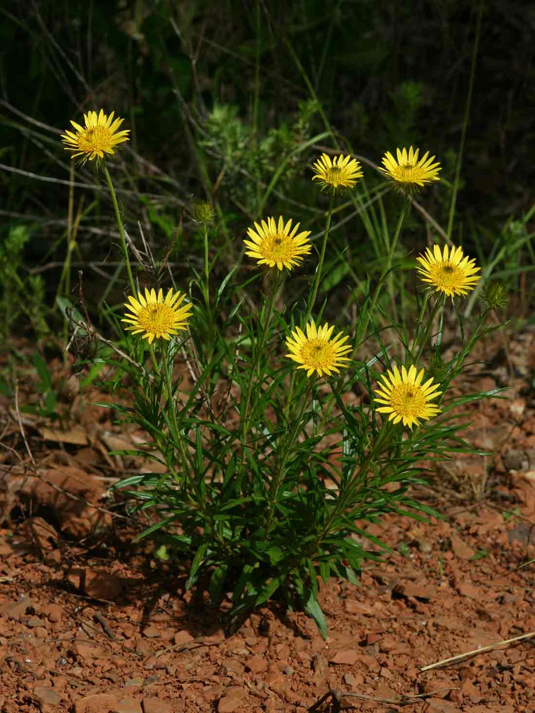 Berkheya zeyheri