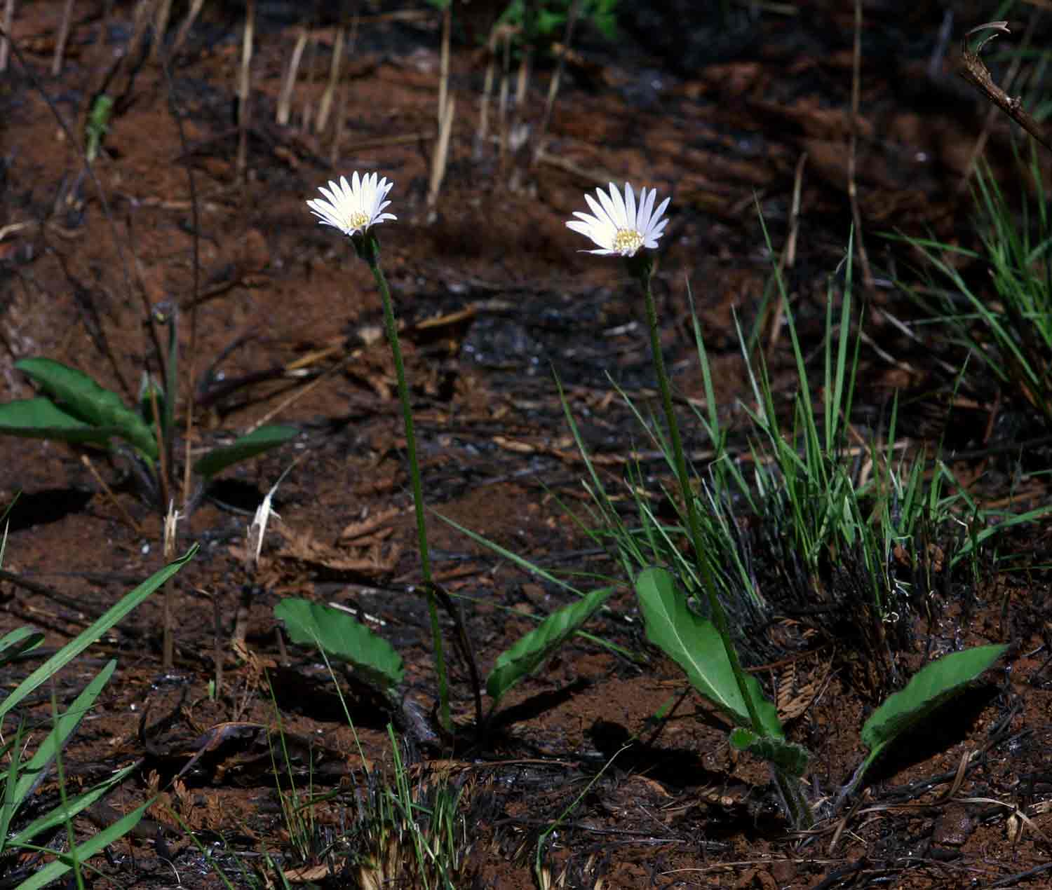 Gerbera viridifolia subsp. viridifolia