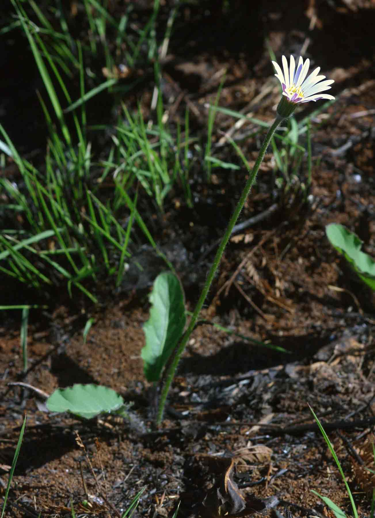 Gerbera viridifolia subsp. viridifolia