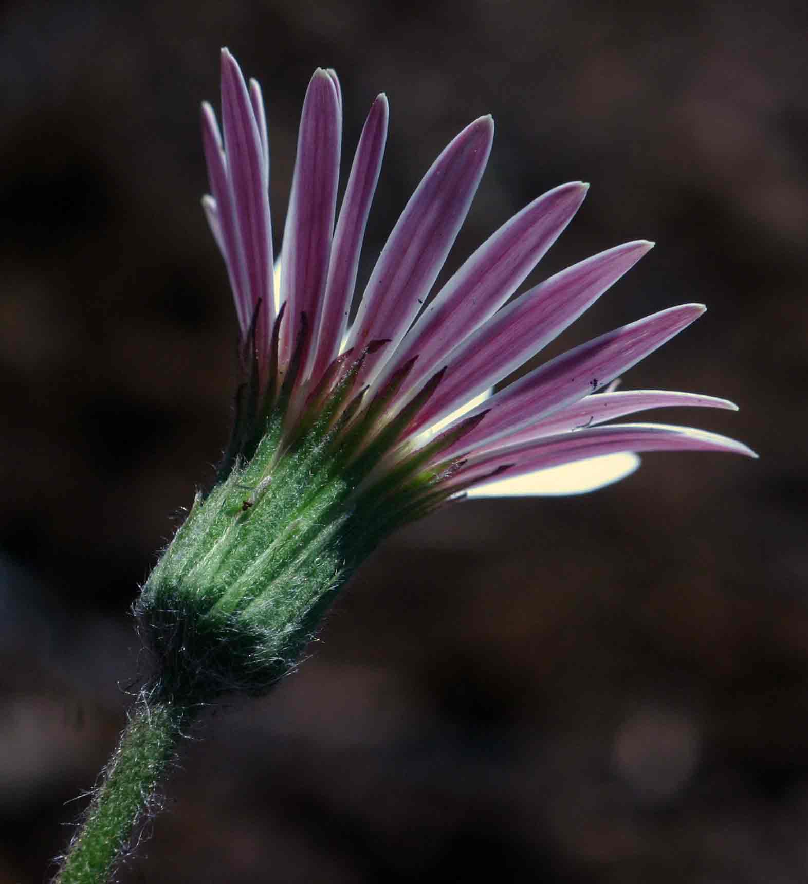 Gerbera viridifolia subsp. viridifolia