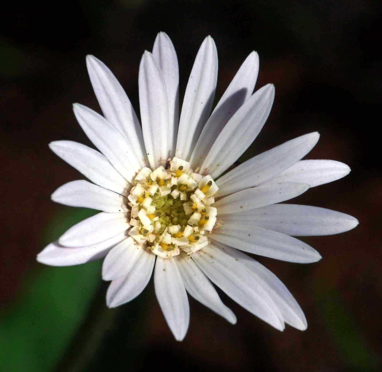 Gerbera viridifolia subsp. viridifolia