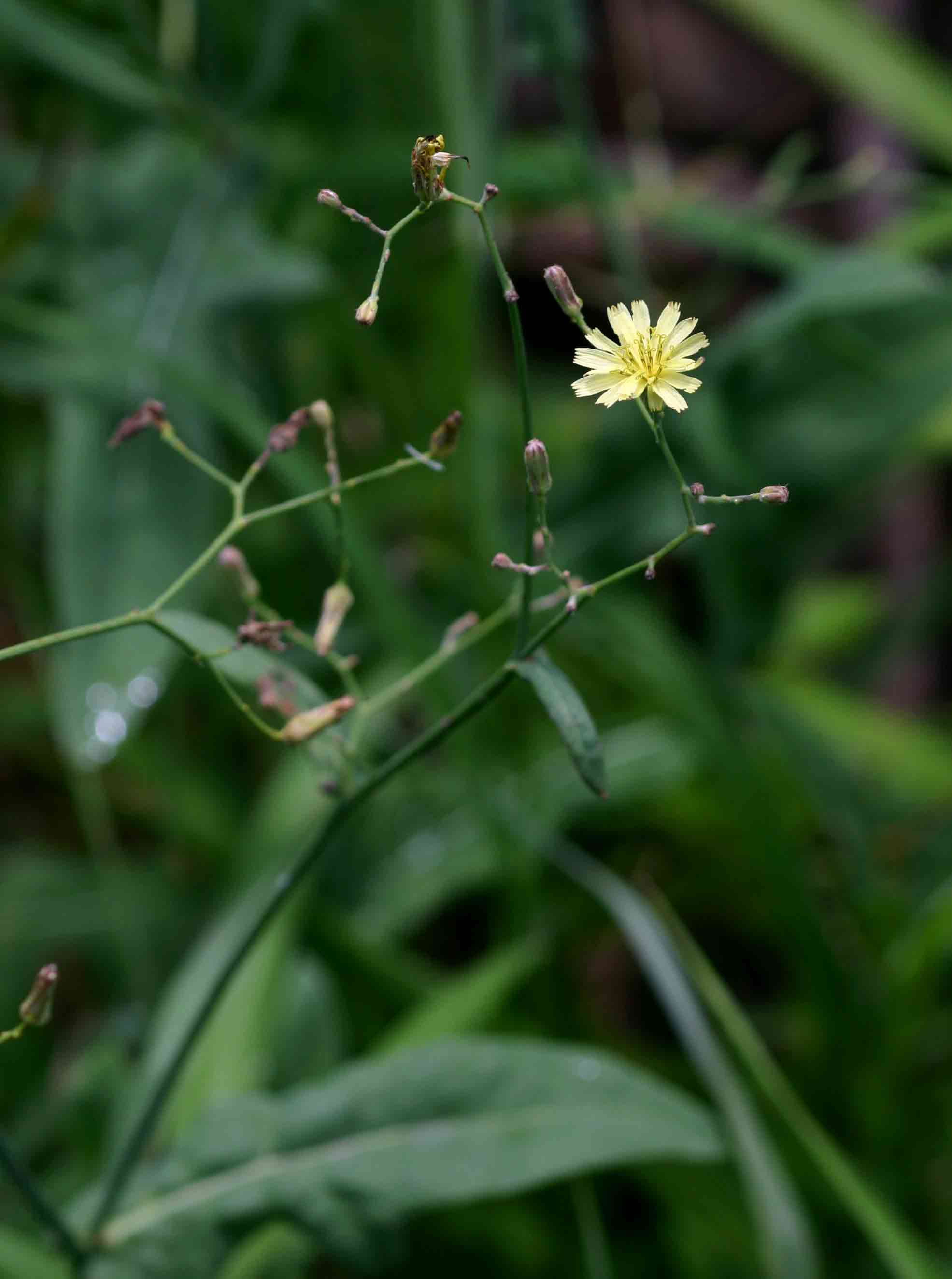 Launaea cornuta