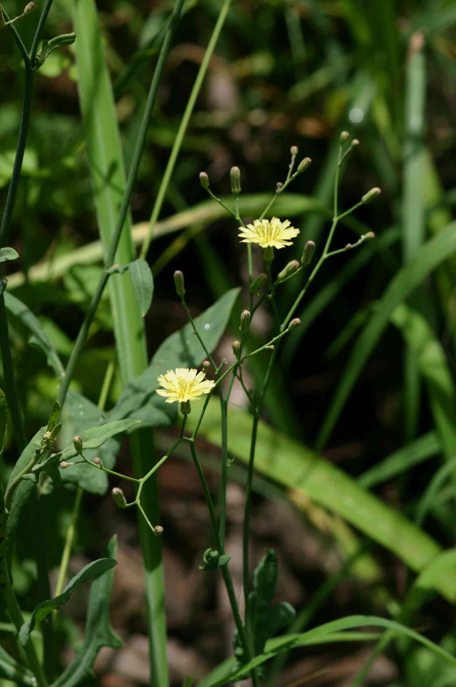 Launaea cornuta