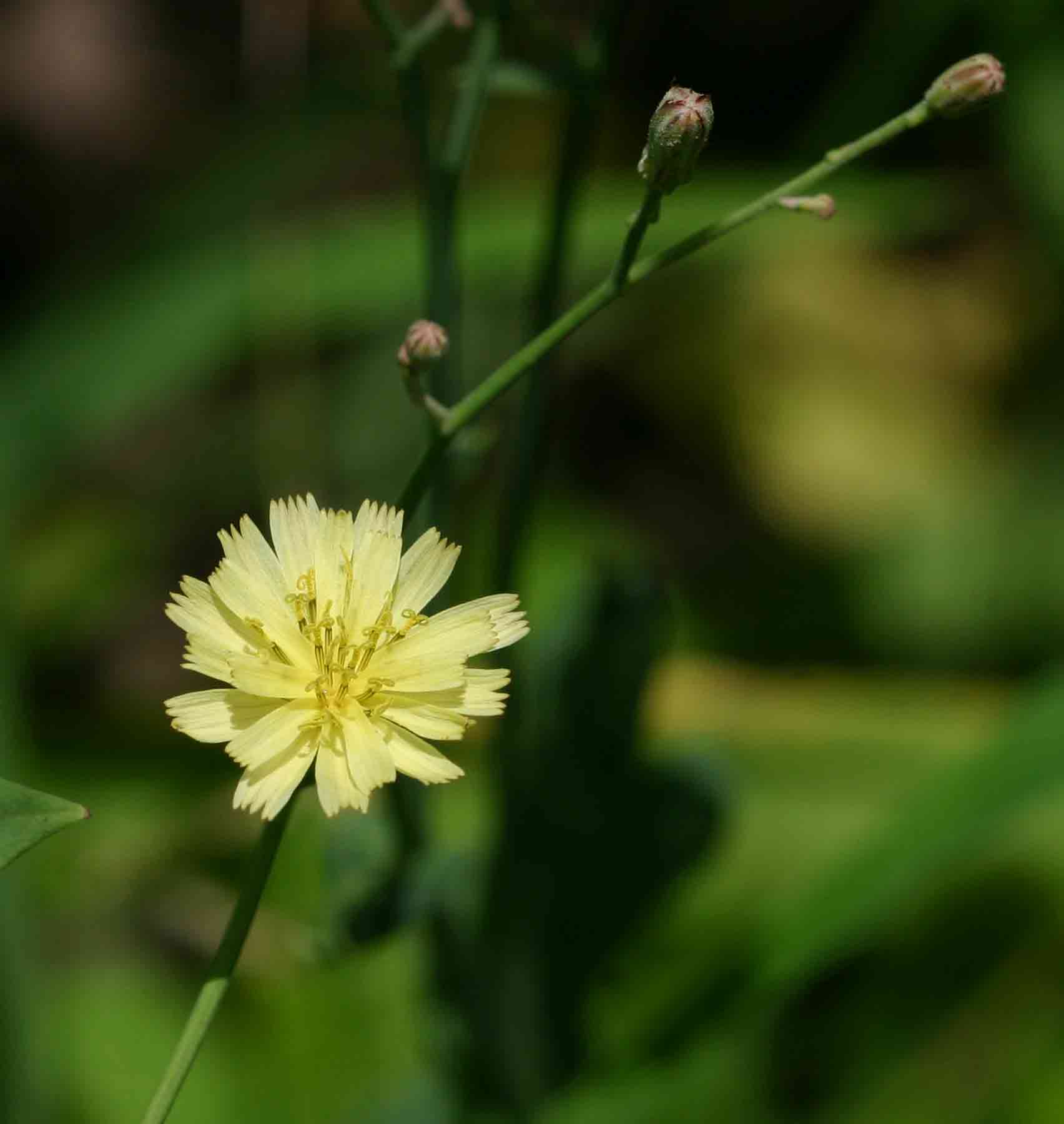 Launaea cornuta