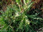 Sonchus asper subsp. asper