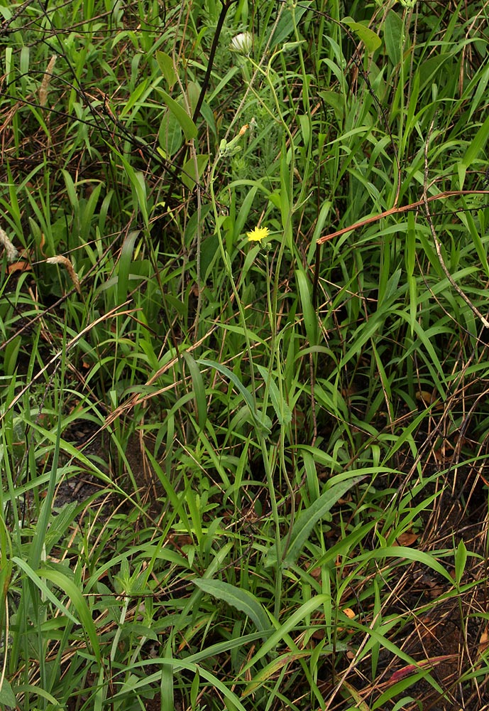 Sonchus friesii var. integer