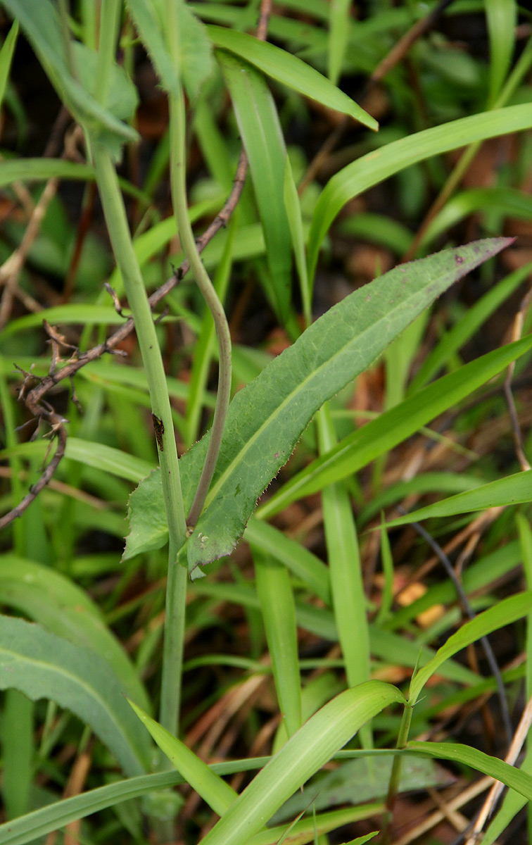 Sonchus friesii var. integer