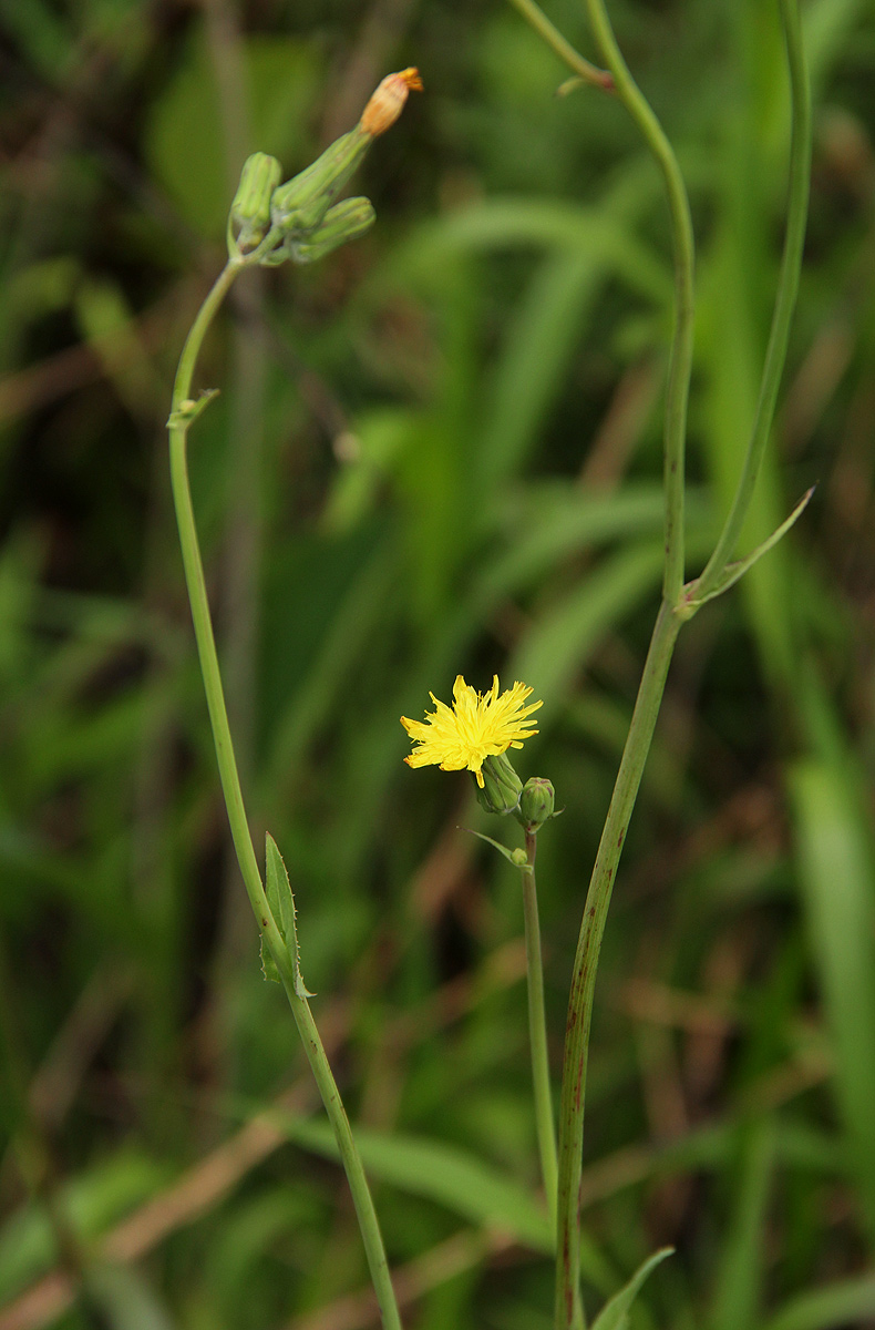 Sonchus friesii var. integer