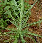 Sonchus schweinfurthii