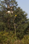 Sonchus schweinfurthii