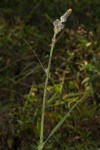 Sonchus schweinfurthii