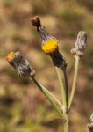 Sonchus schweinfurthii