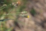 Sonchus schweinfurthii