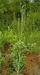 Sonchus schweinfurthii