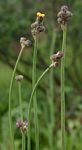 Sonchus schweinfurthii