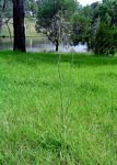 Sonchus schweinfurthii