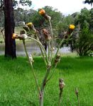 Sonchus schweinfurthii