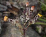 Sonchus schweinfurthii