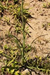 Sonchus schweinfurthii