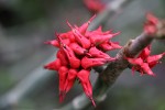 Pedilanthus tithymaloides subsp. smallii