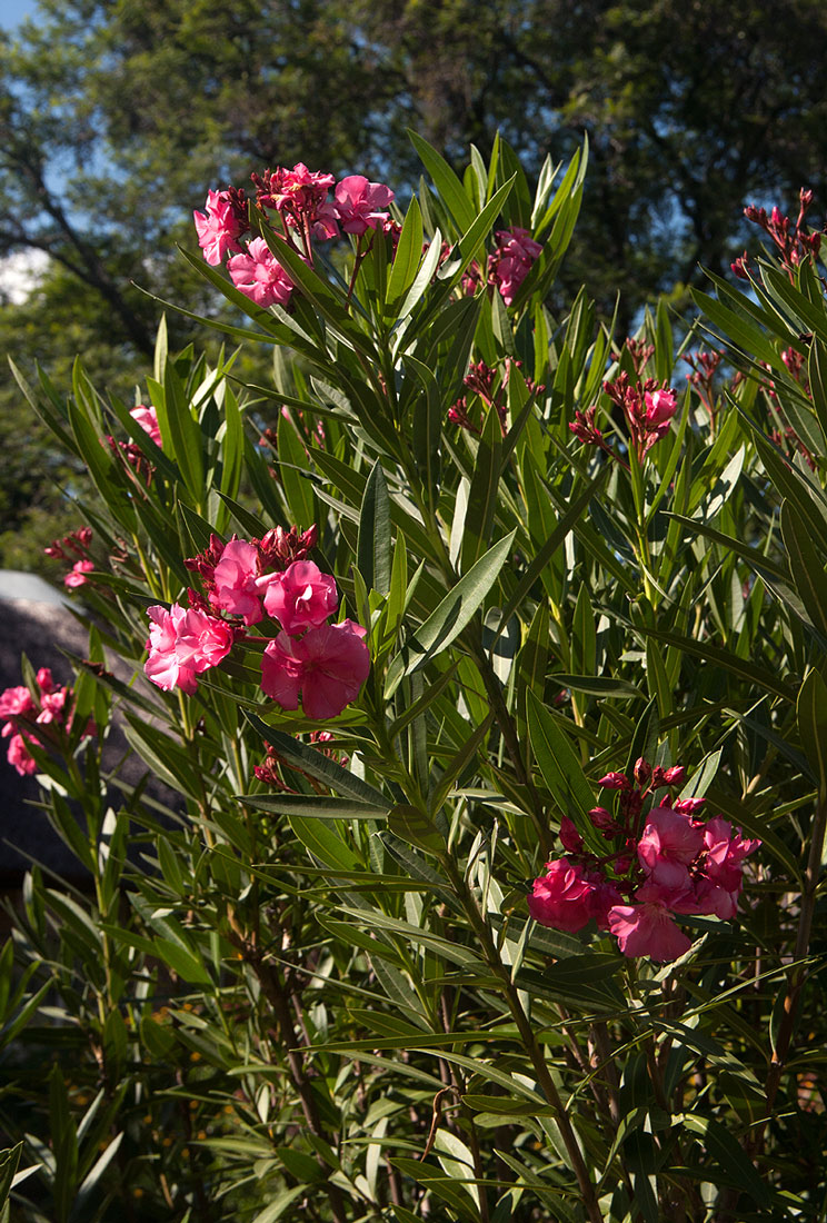 Nerium oleander