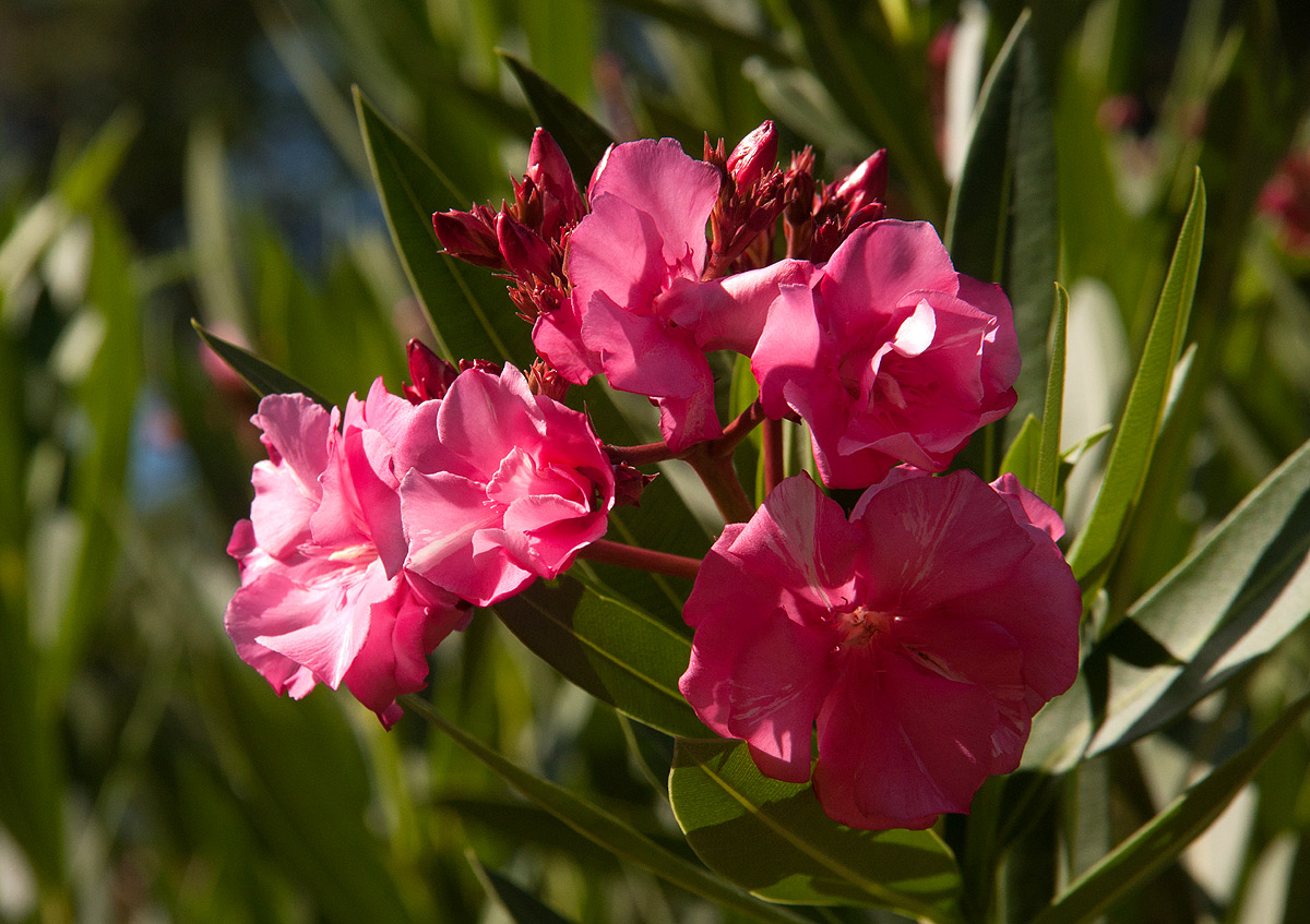 Nerium oleander