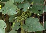 Vitis vinifera