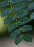 Albizia schimperiana var. schimperiana