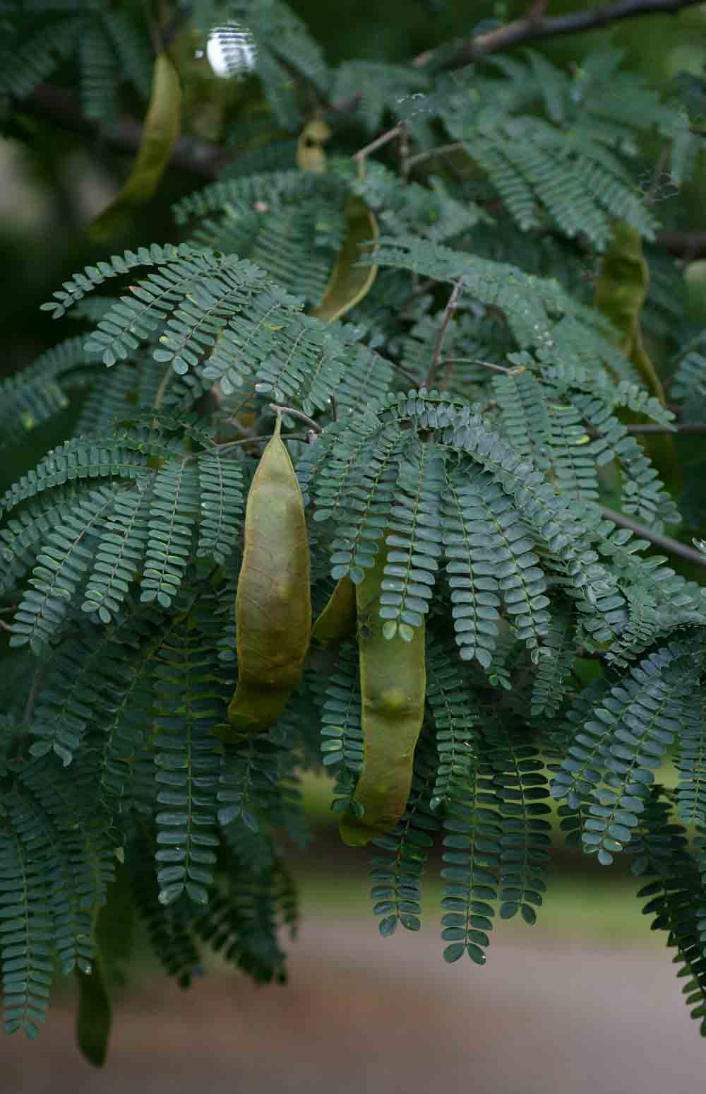 Albizia schimperiana var. schimperiana