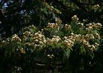 Albizia schimperiana var. schimperiana