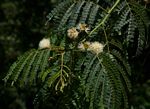 Albizia schimperiana var. schimperiana