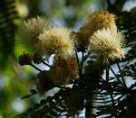 Albizia schimperiana var. schimperiana