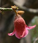 Brachychiton discolor