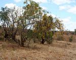 Cassia abbreviata